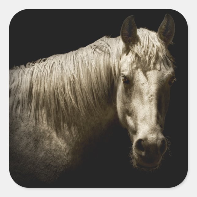 Horse Portrait VI Square Sticker (Front)