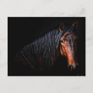 Horse Portrait VII Postcard