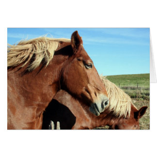 Horse Portriat Cards