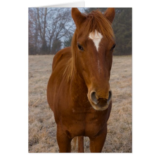 Horse pose cards (Front)
