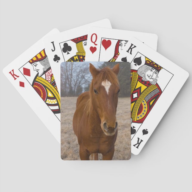 Horse pose poker cards (Back)