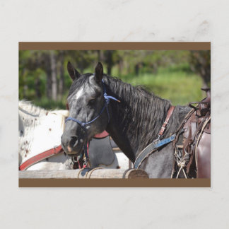 horse post card