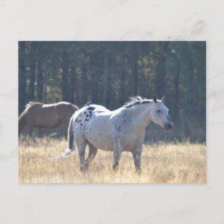 horse post card