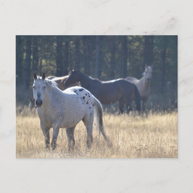 horse post card appaloosa horse (Front)