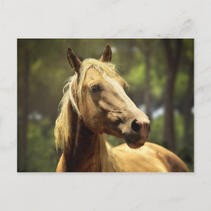 horse postcard
