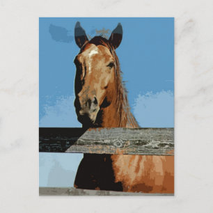 Horse Postcard