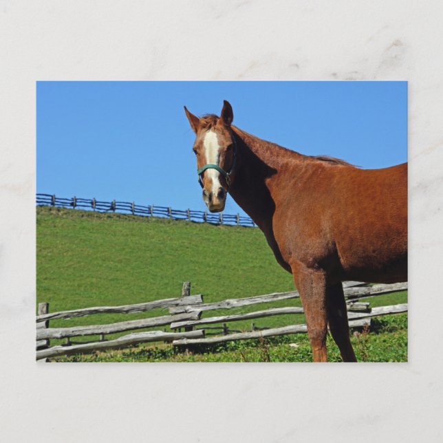 Horse Postcard (Front)