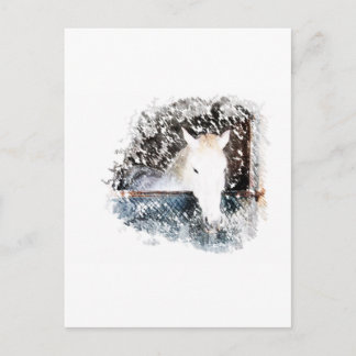 Horse Postcard