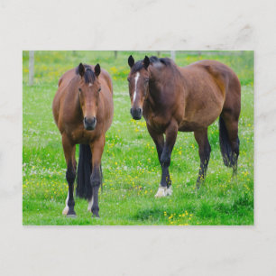 Horse postcard