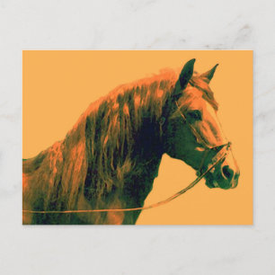 Horse Postcard