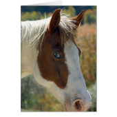 Horse Postcard (Front)