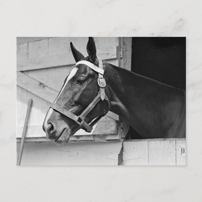 Horse Postcard (Front)
