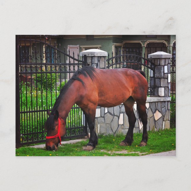 Horse Postcard (Front)