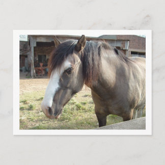 horse postcard