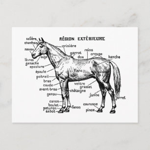 Horse Postcard