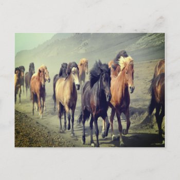 Horse Postcard by JeanPittenger_7777 at Zazzle