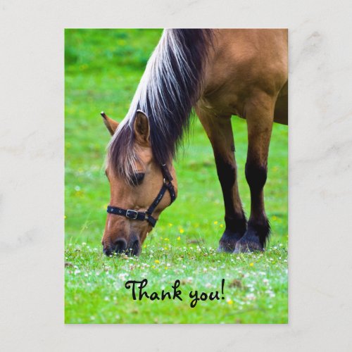 Horse Postcard