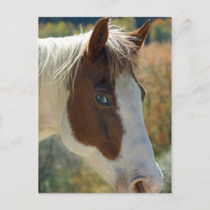 Horse Postcard