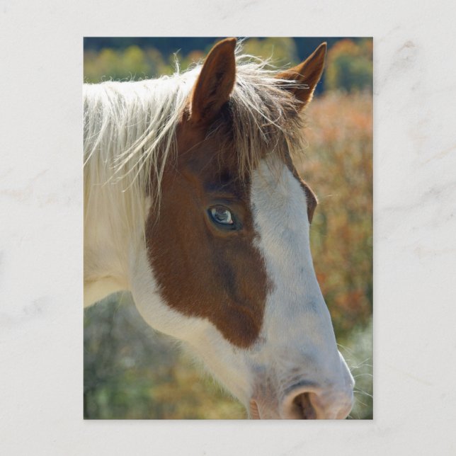Horse Postcard (Front)