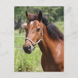 Horse Postcard