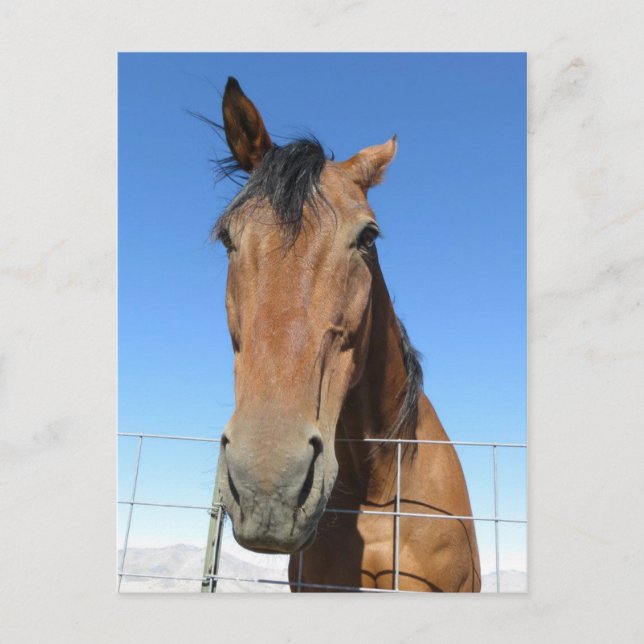 Horse Postcard (Front)