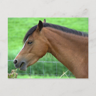 Horse Postcard