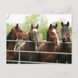 Horse Postcard