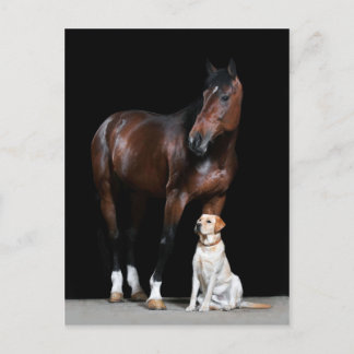Horse Postcard