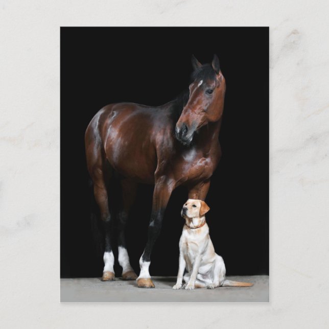 Horse Postcard (Front)