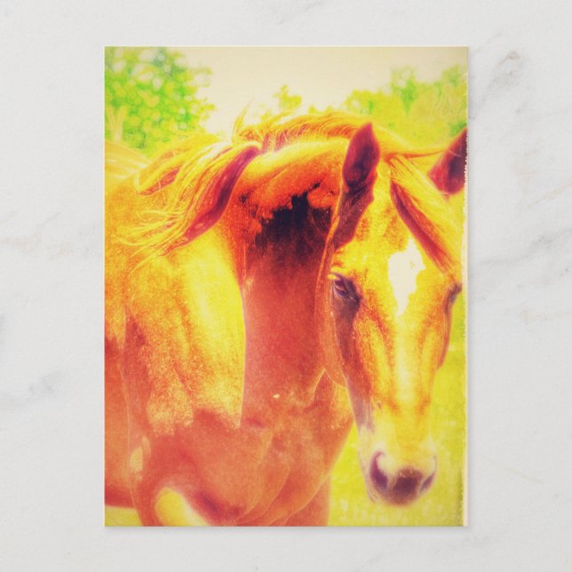Horse Postcard (Front)