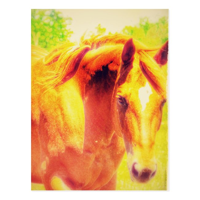 Horse Postcard