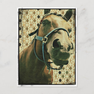 Horse Postcard