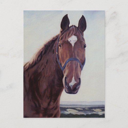 Horse  postcard