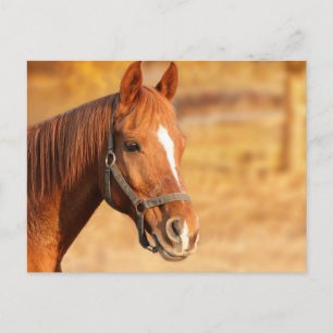 Horse Postcard