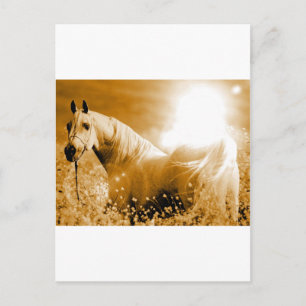 Horse Postcard