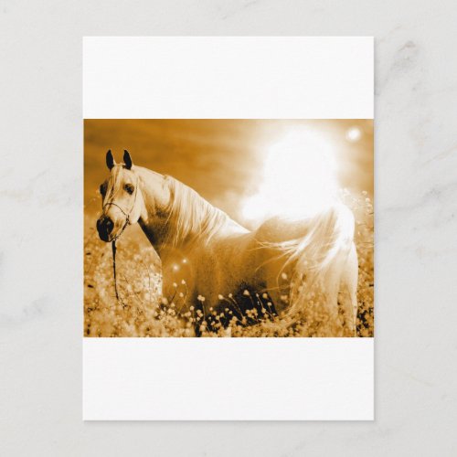 Horse Postcard