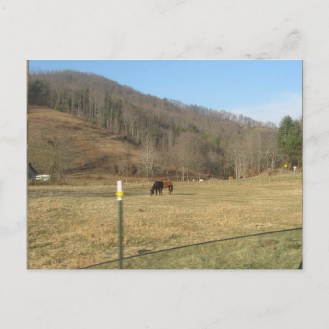 horse postcard (Front)