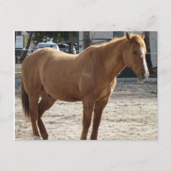 Horse Postcard by Rinchen365flower at Zazzle