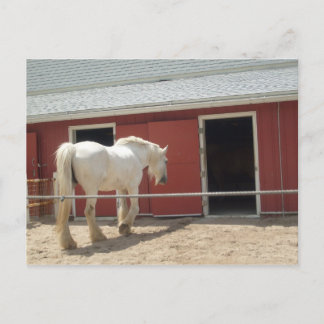 horse postcard