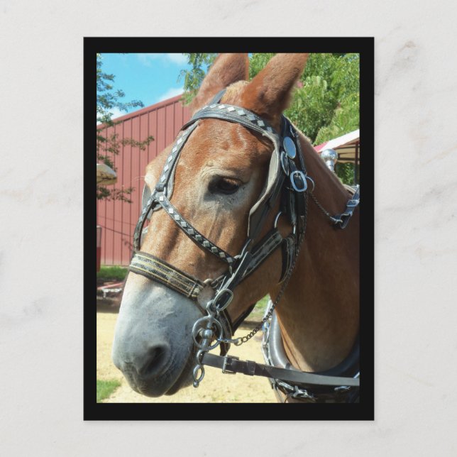 Horse Postcard (Front)