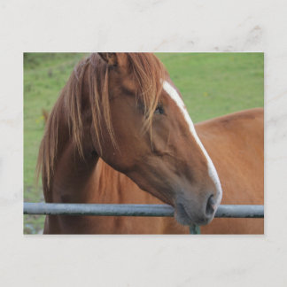 Horse postcard 1