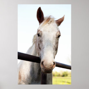 Horse Poster
