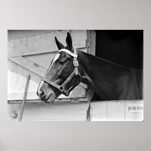 Horse Poster