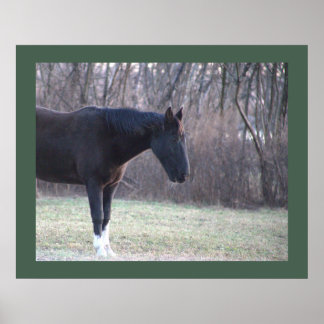 Horse Poster