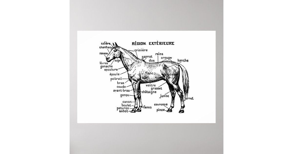 Horse Poster Zazzle