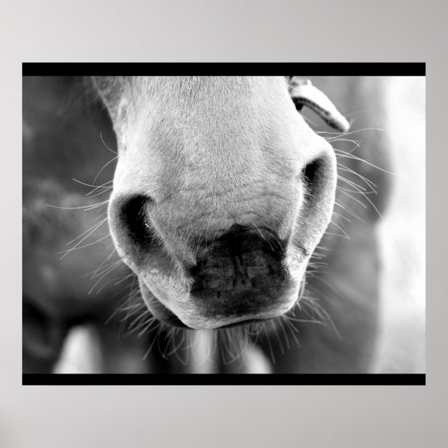 Horse Poster (Front)