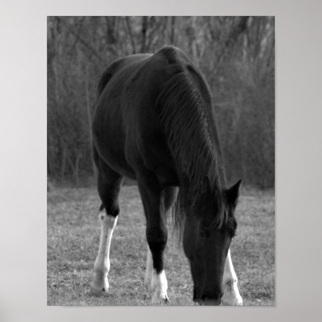 Horse Poster (Front)