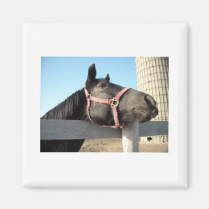 Horse/Ranch/Barn Magnet