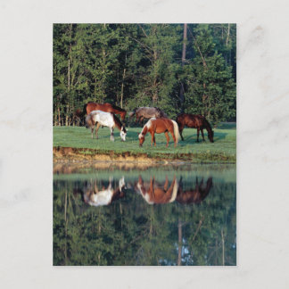 Horse Reflection Postcard