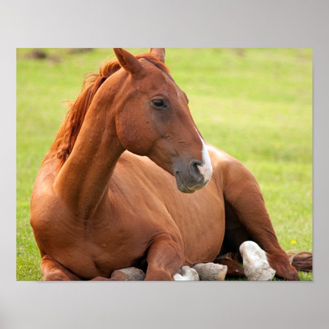 Horse Relaxing In Green Pastures Poster (Front)